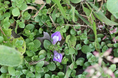 Hygrophila serpyllum